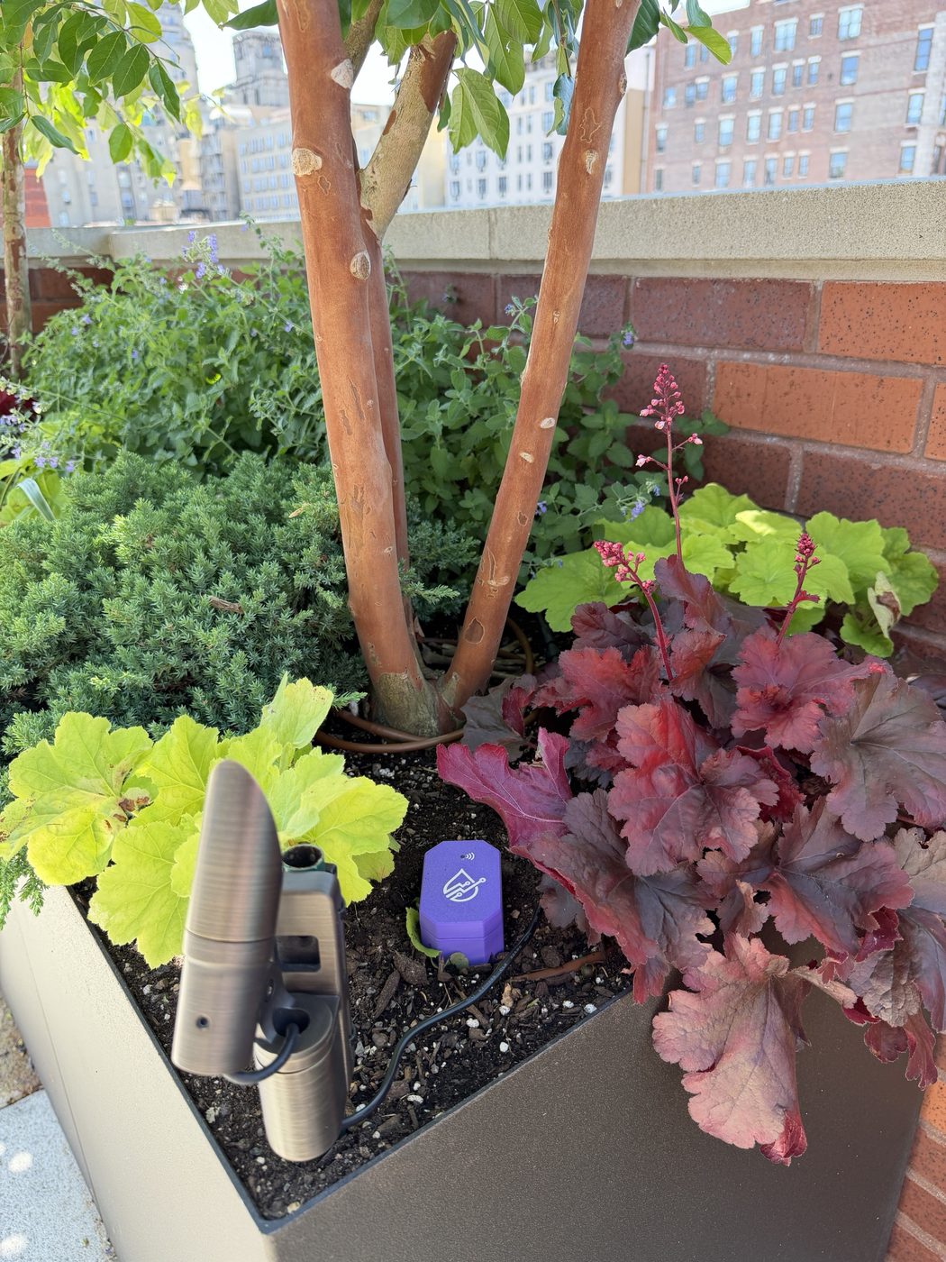Wireless soil sensor node in a rooftop planter among heuchera and juniper with Manhattan buildings behind
