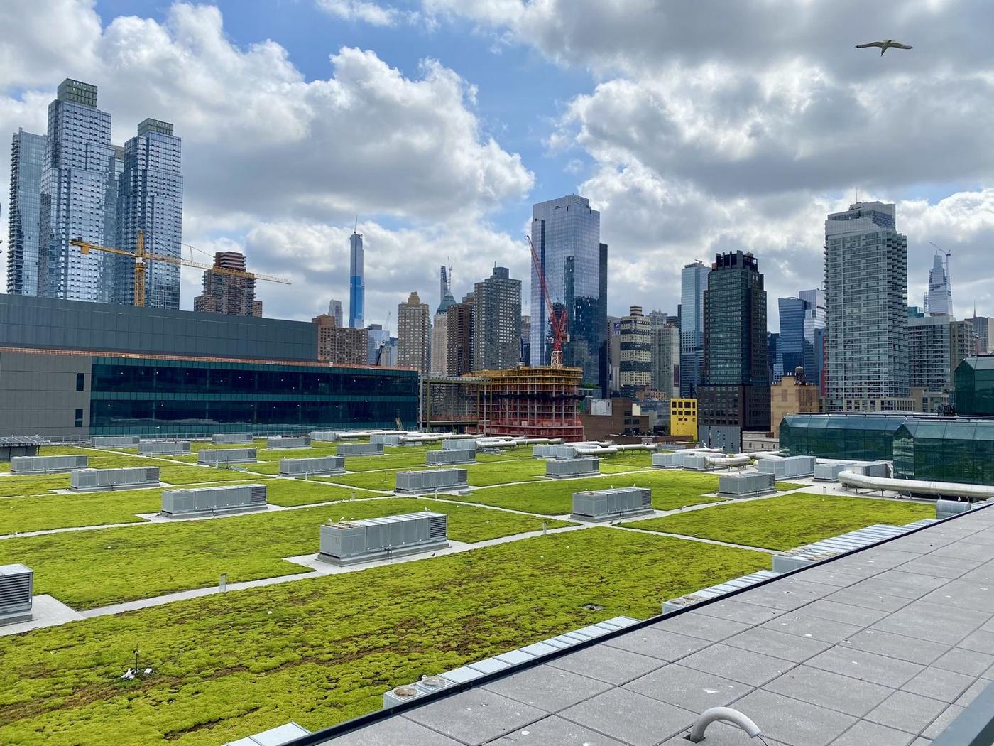 Large green roof overlooking the city skyline