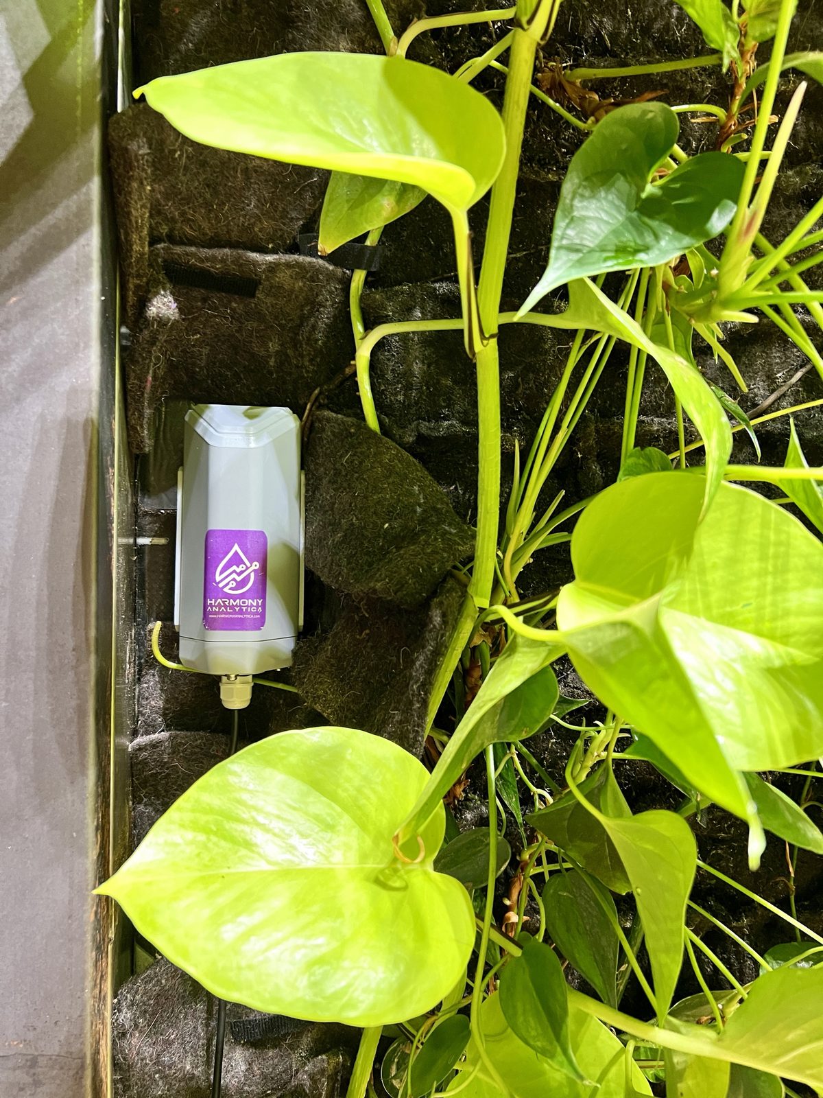 Harmony Analytica LoRaWAN sensor node mounted in the felt of an indoor living wall among pothos leaves